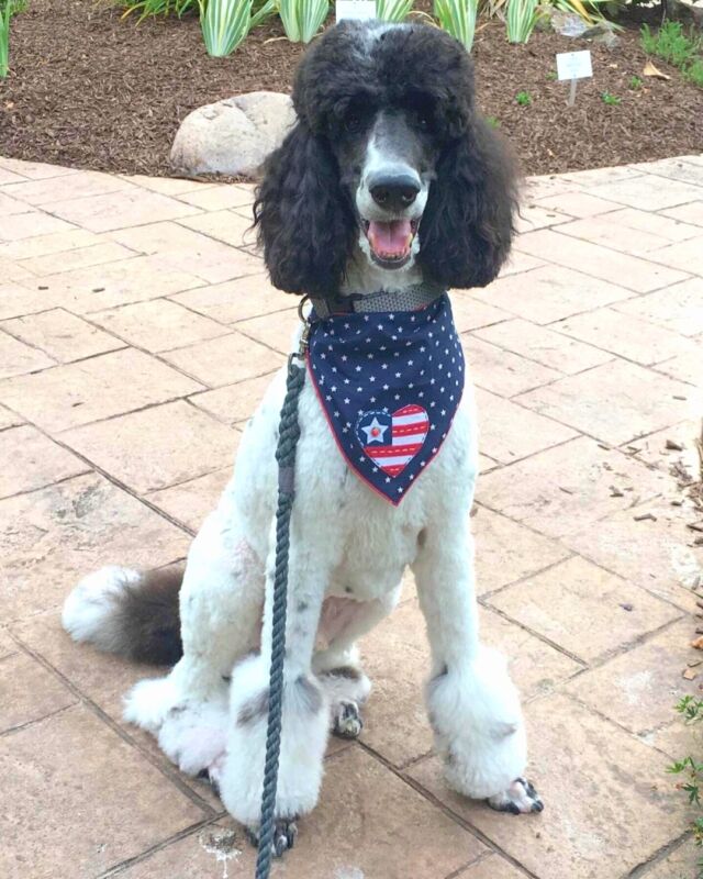 Tail trends clearance bandana